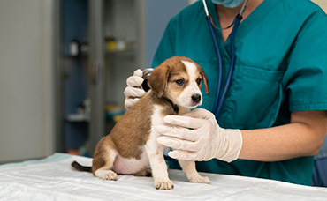 Veterinaria de Global Health